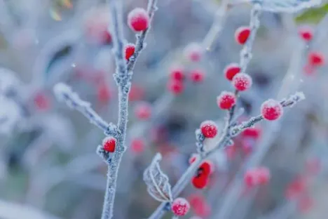 cryogénie alimentaire