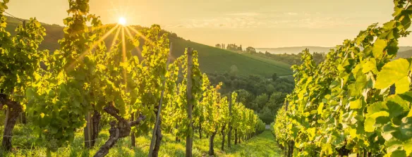 Découvrez ALRID™ , pour protéger vos moûts contre l’oxydation