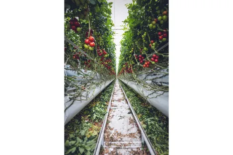 Pourquoi utiliser l’AZETHYL PHYTO ?