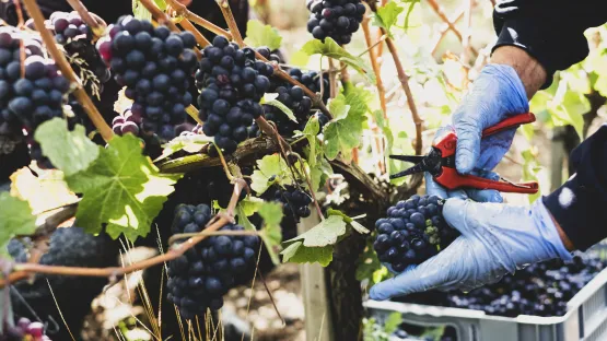 Refroidir vos vendanges